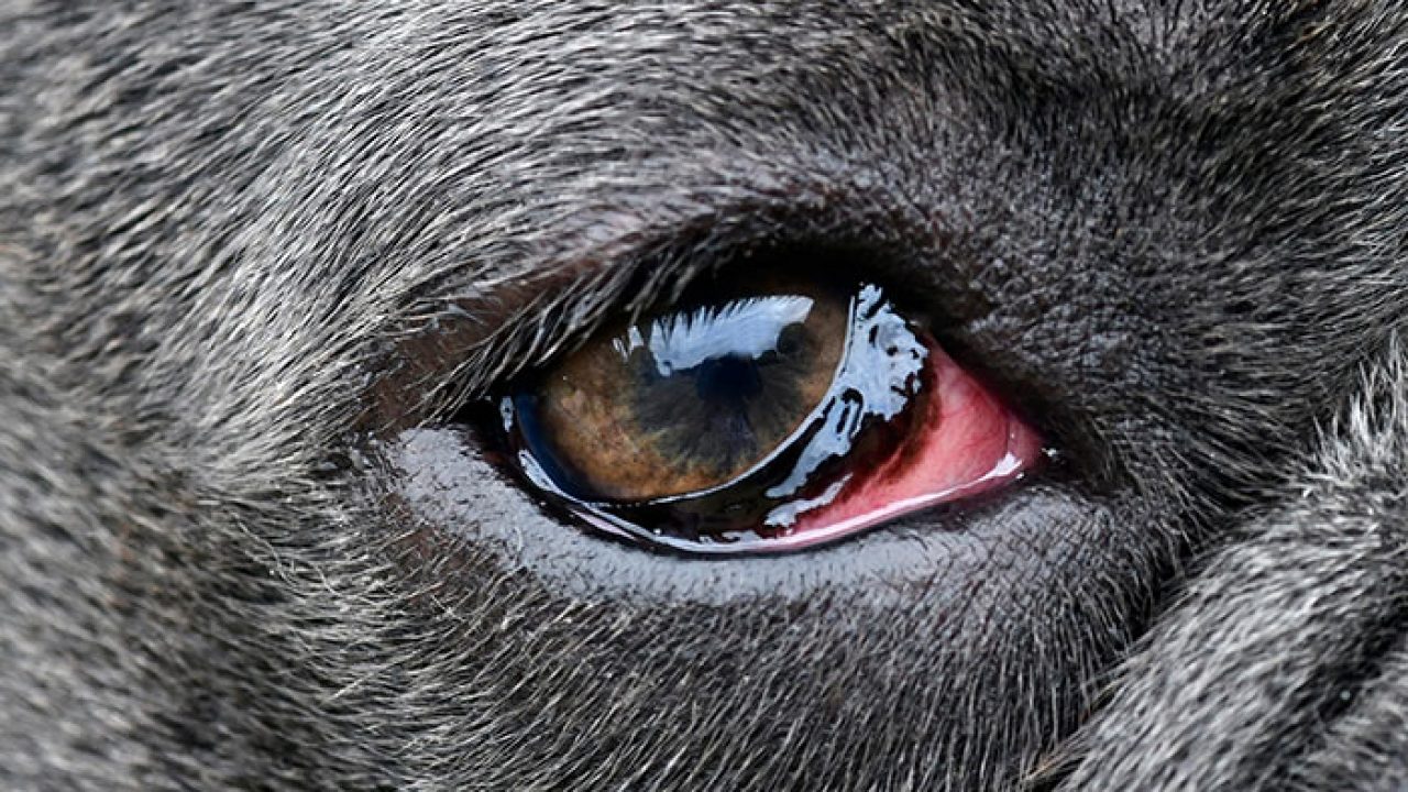 Dog Conjunctivitis Symptoms and Treatment