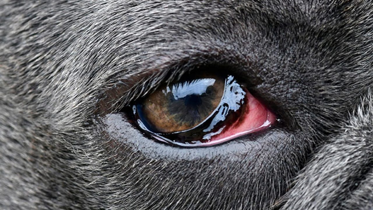 Dog Conjunctivitis Symptoms And Treatment