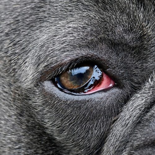 Conjunctivitis in dog treatment hotsell