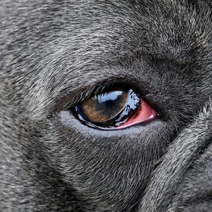french bulldog eye with conjunctivitis eye infection