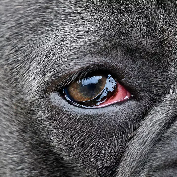 Home remedies for 2024 dogs with pink eye