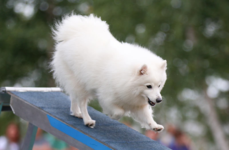 japanese spitz agility dog dog on dogwalk dog training