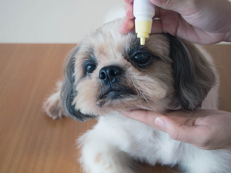 maltese with eye infection gets medical eyedrops applied