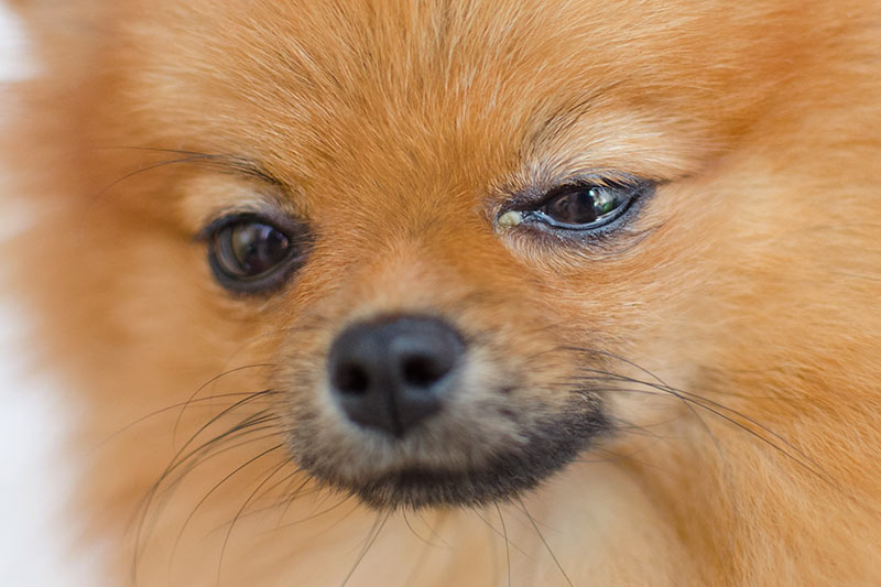 pomeranian dog with eye infection conjuctivitis