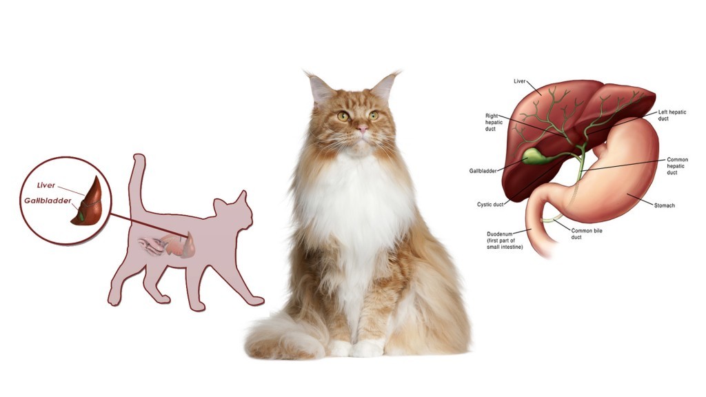Liver biliary tract in cats