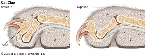 Nail disorder and torn nails in dogs and cats