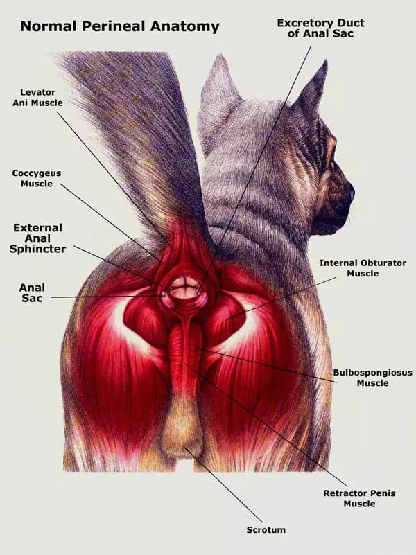 can anal gland cleaning cause a dog to get diarrhea