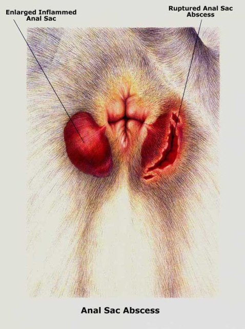 Dog Anal gland abscess - Diagram