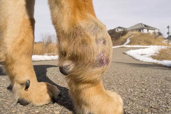 sarcoma-in-dogs