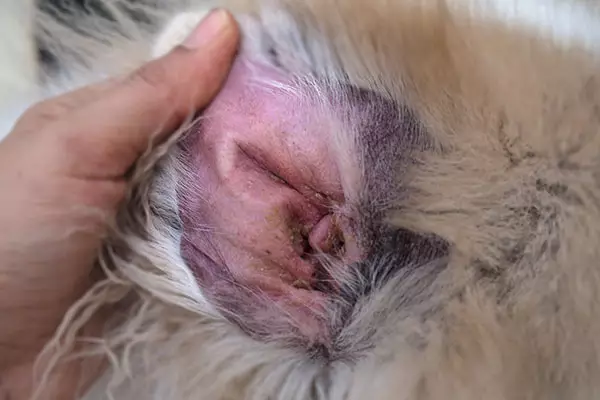 inside of dog's ear red and itchy