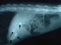X-ray of multiple stones in the gallbladder and a large stone in the bile duct. Biliary tract disorder in cats. 