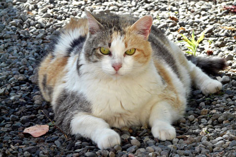Hepatic lipidosis fatty liver in cats feline