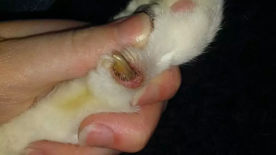 dog swollen nail bed