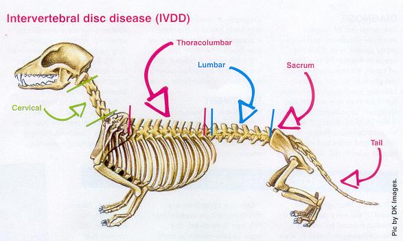 Intervertebral disc disease (IVDD) in dogs. IVDD in dogs. Cervical and thoracolumbar regions.
