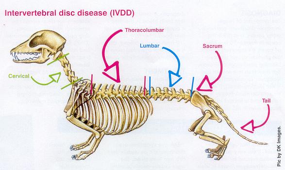 Intervertebral Disc Disorder Ivdd In Dogs