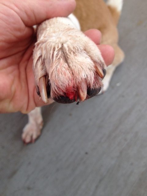 Dog Claw. Dog Nail. Nail disorder or torn nail.