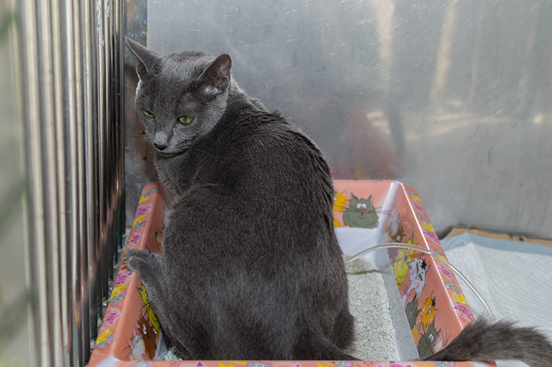 Russian Blue cat with Feline lower urinary tract disease and renal insufficiency. Cat with dysuria. Abnormal urinary position.The influence of positioning in urination