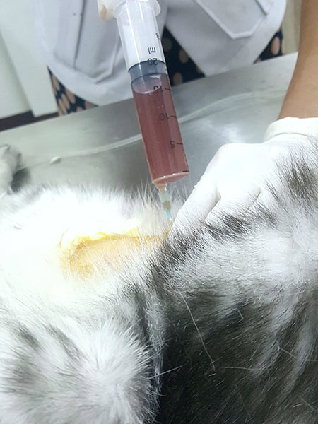 Veterinarian put needle with syringe on abdominal of the cat to remove urine that has feline lower urinary tract disease