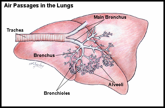 Air passages in the lungs. Feline asthma. Cat asthma. 