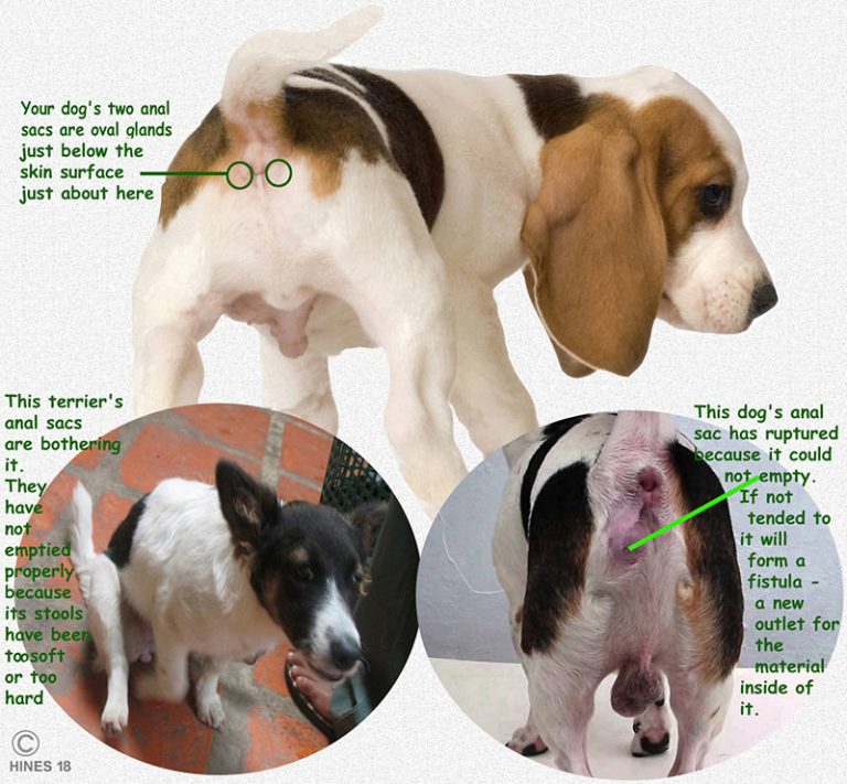 Anal sac disorder in dogs causes, symptoms, treatment & cost