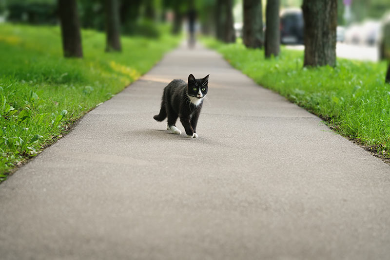 black white cat romaing outside on streets in park
