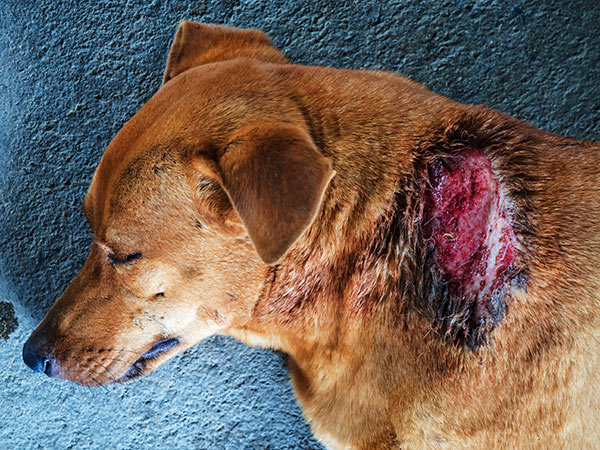 brown mixed breed dog with bite wound