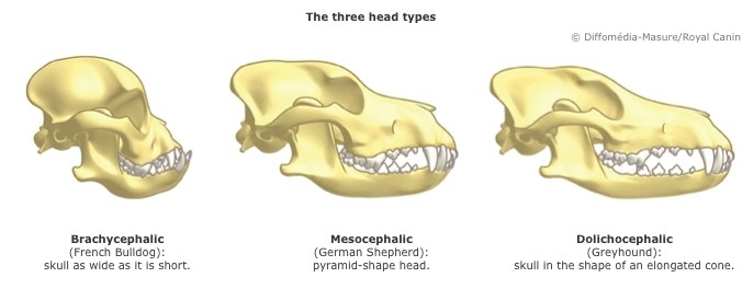 Brachycephalic head shape. Brachycephalic dogs; Dog breathing problems; Brachycephalic dog breeds