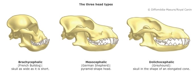 Dog skull hot sale types