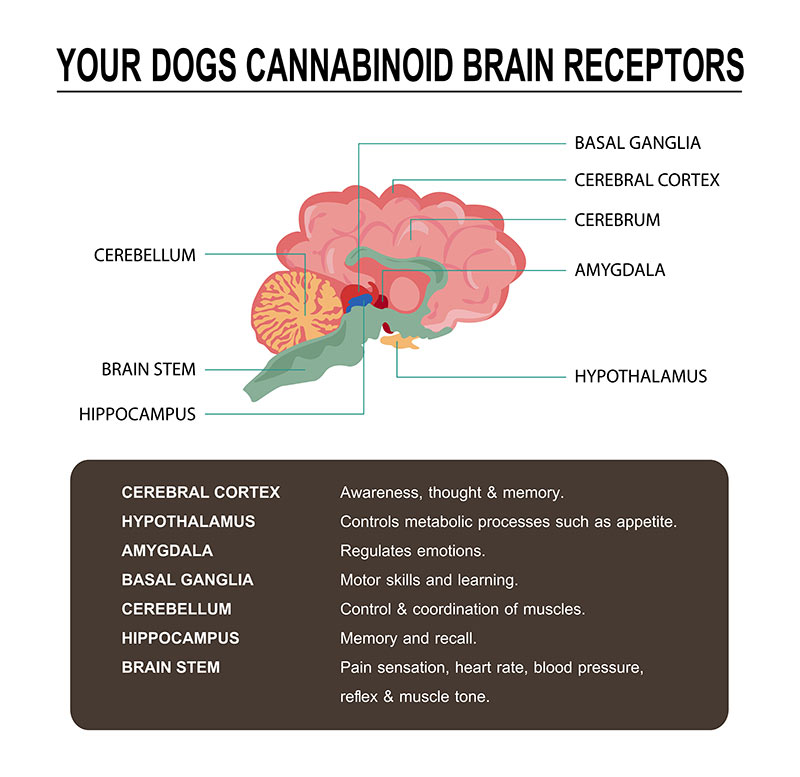 canine dog brain illustration
