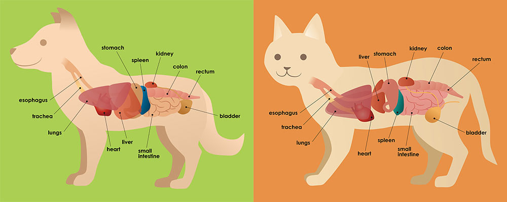 cat and dog internal organes illustration. Location of the kidneys in dogs and cats. Renal (kidney) disorder in dogs and cats