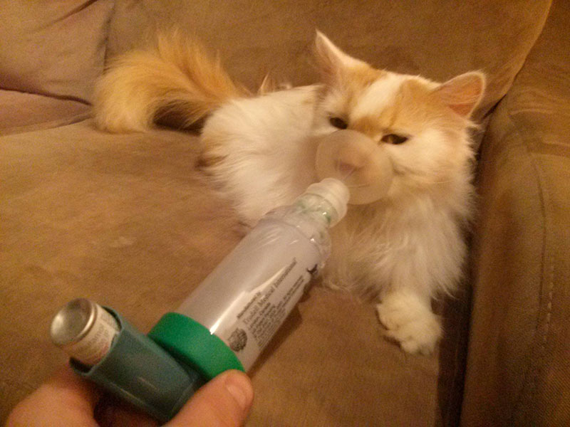 cat feline asthma inhaler