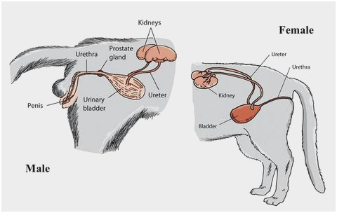 cat kidney anatomy