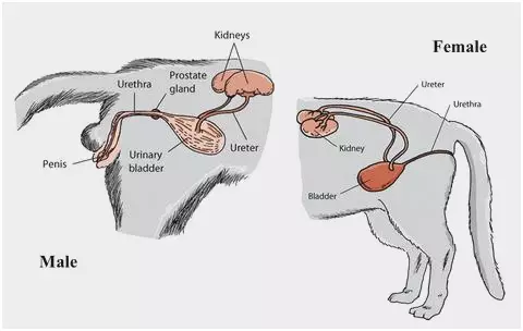 cat kidney anatomy