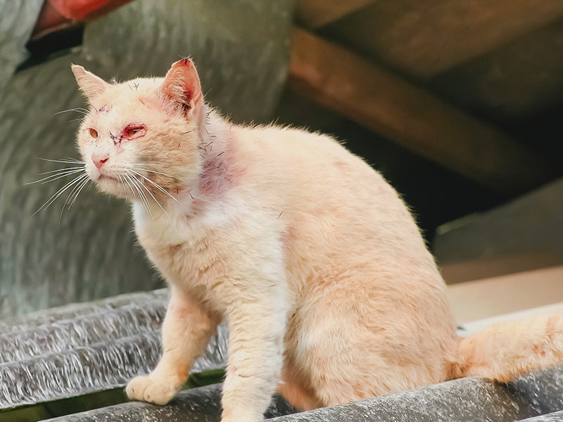 cat on roof with wounds from fight with cat