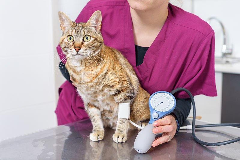 cat vet measuring blood pressure
