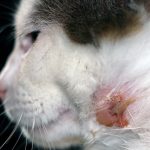 Abscess from a bite in cats and dogs