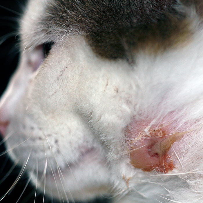 cat with bite wound abscess - thumbnail