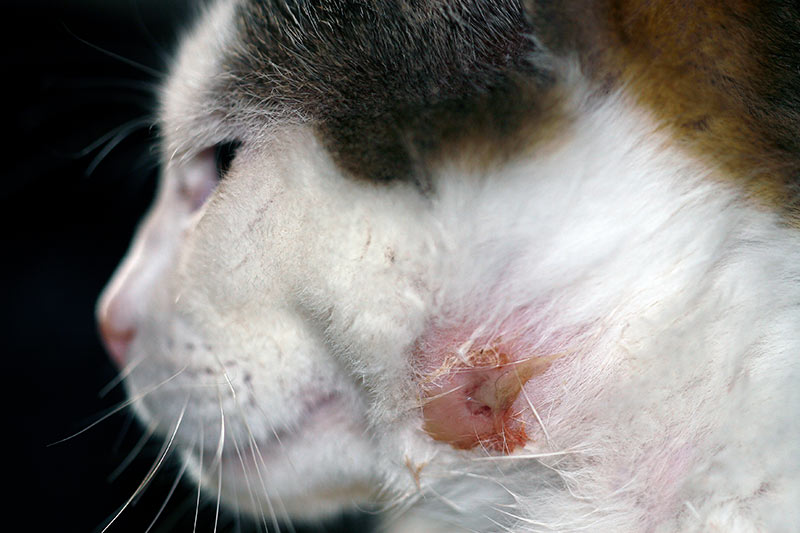 cat with bite wound abscess