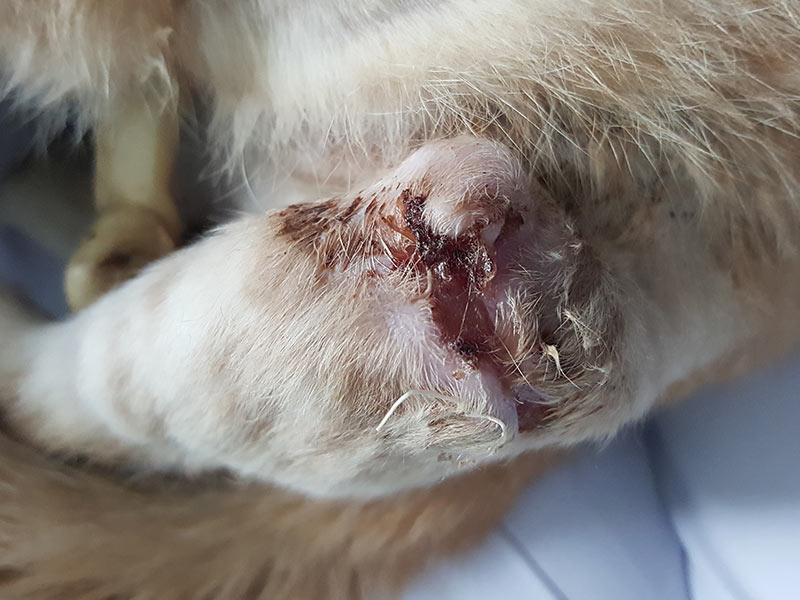 cat with leg wound from fight with dog