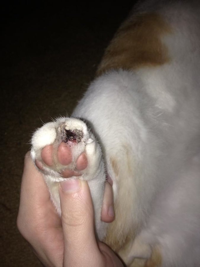 Torn cat nail, torn off cat nail. Cat nail disorder.