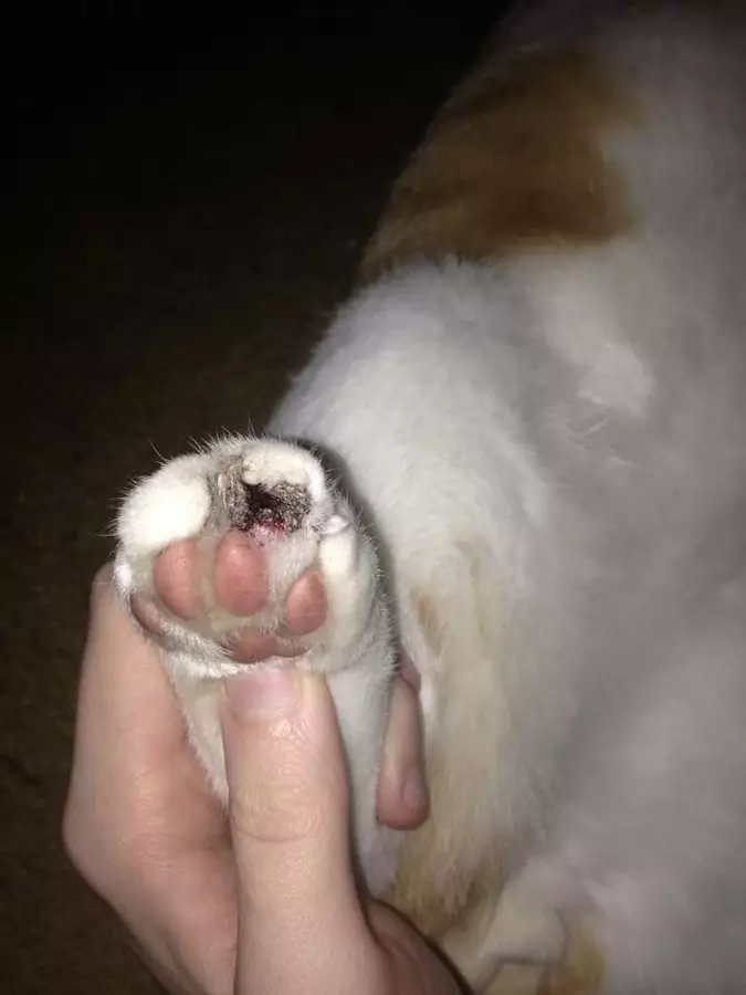 cat toe nails