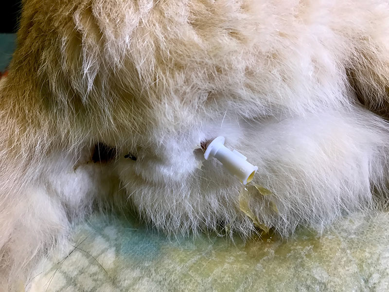 A view of procedure, catheter inserted in penis of male feline cat due to urinary blockage in Feline lower urinary tract disease (FLUTD) or feline urologic syndrome (FUS)