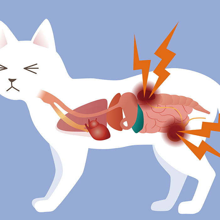 bệnh viêm đường tiết niệu ở mèo