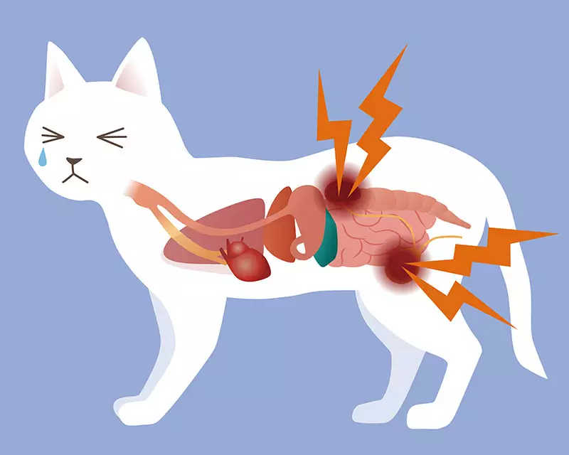 Cat bladder outlet infection medicine