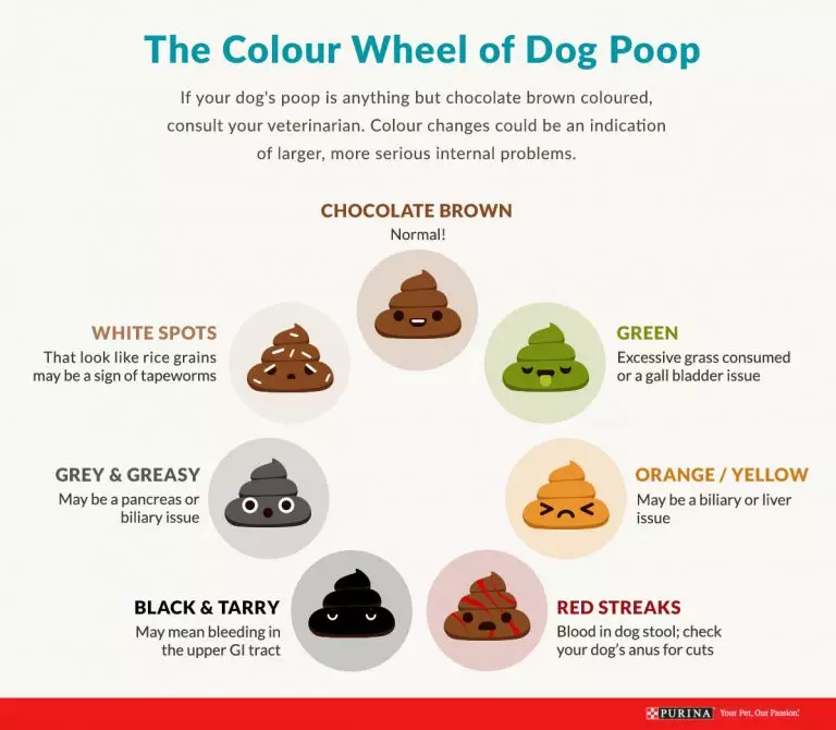 Abnormal faeces in dogs and cats