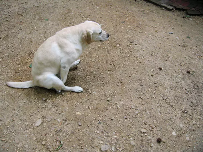 why do puppies drag their bums