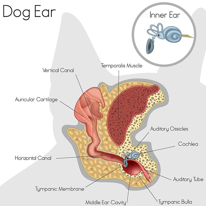 dog ear diagram canine ear aural disease thumbnail