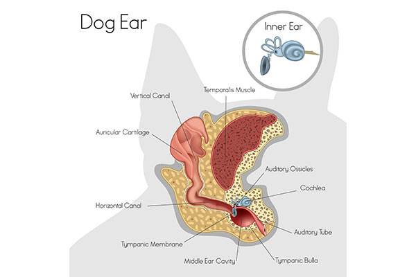dog ear diagram canine ear aural disease