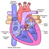 Cardiomyopathy In Dogs | Heart Disease Signs & Symptoms