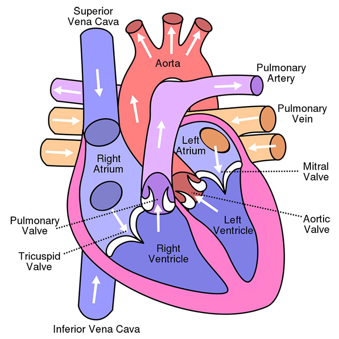 dog heart diagram